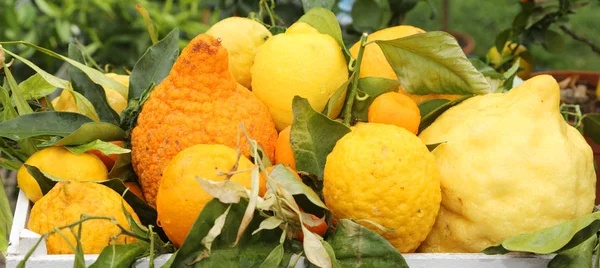 Много органических цитрусовых и лимонов с морщинистой кожурой на продажу в lo — стоковое фото