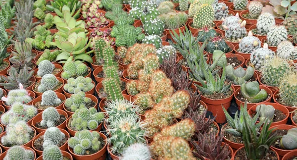 Many succulents plants for sale at shop — Stock Photo, Image