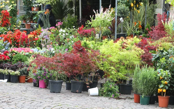 Много растений в горшках на рынке — стоковое фото