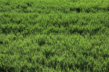 ilkbaharda yeşil çim çim arka plan