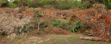 ağaçlar tornado geçiş sonra düştü