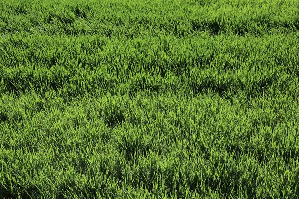 Зеленый газон весной — стоковое фото