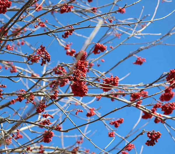 Jagody Sorbus aucuparia zimą — Zdjęcie stockowe
