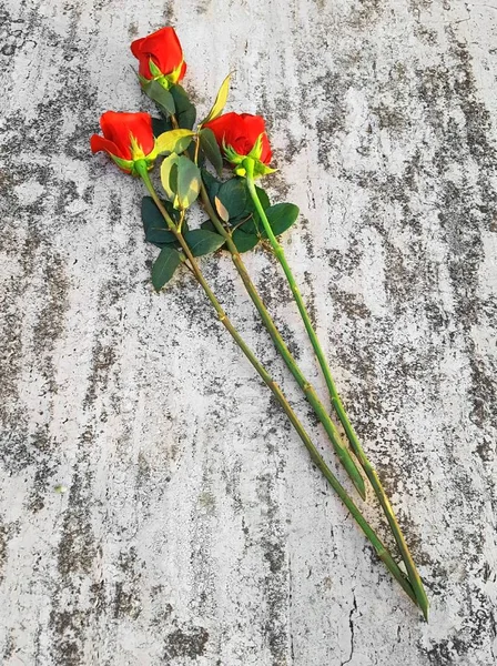 Három hosszú vörös rózsa — Stock Fotó