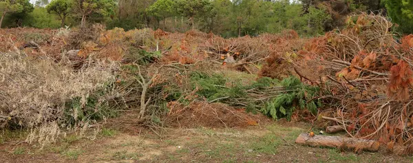 Árboles cayeron después del paso del tornado —  Fotos de Stock