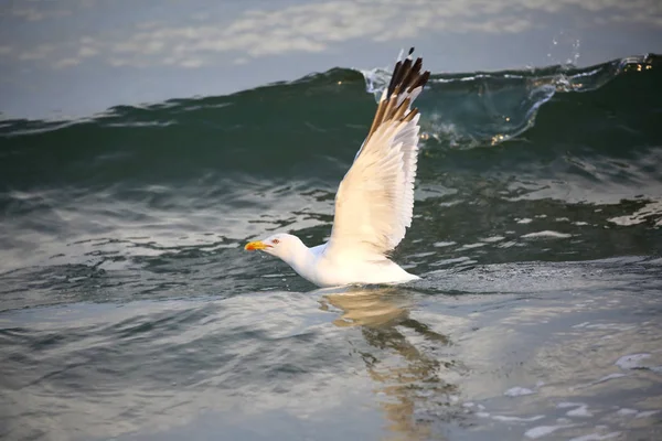 Seagull z białych piór leci z skrzydłami rozprzestrzeniania — Zdjęcie stockowe