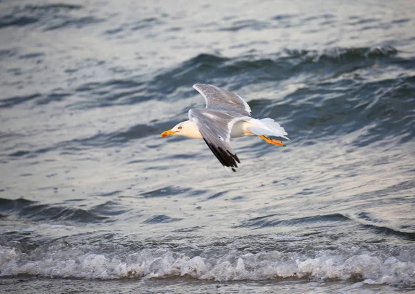 Чайка летит с распростертыми крыльями над бурным морем — стоковое фото