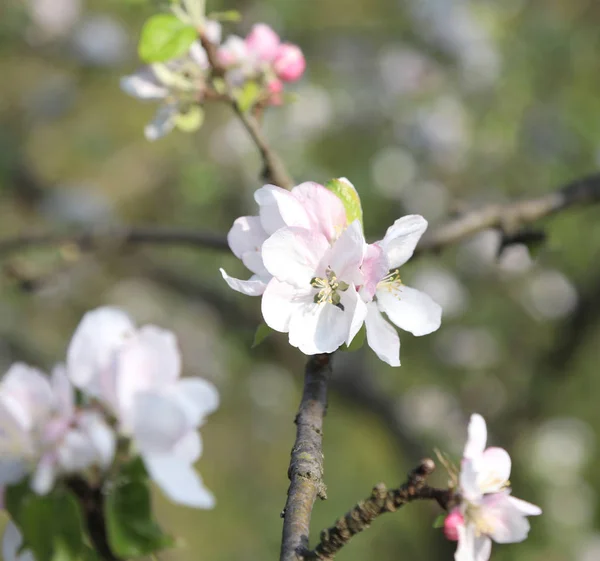 Flores de cerezo florecieron a principios de primavera — Foto de Stock