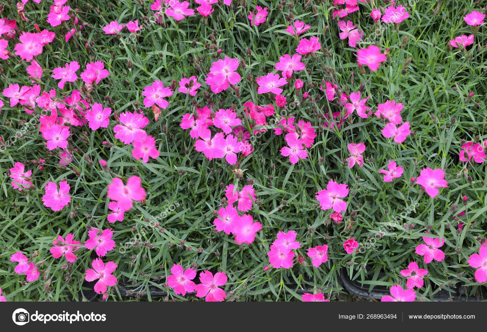 azirskin Who Sells Flowers Called / Grafted Plant Called Jasper Mr