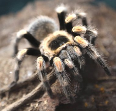 dev örümcek Amazon yağmur ormanlarında yakından fotoğraflandı