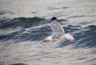 beyaz ve gri tüylü martı fırtınalı deniz uçar