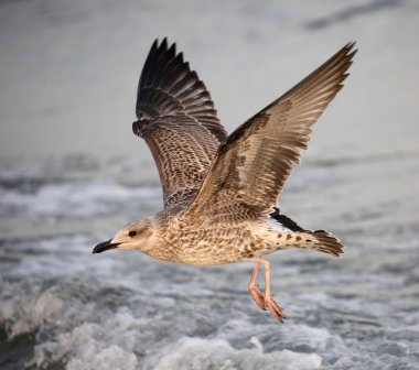 kanatları ile gri sinekler ile martı