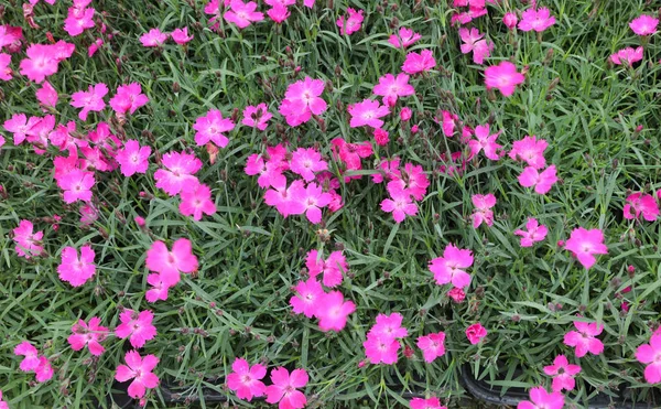 Small flowers called Kaori or Dianthus or Kahori — Stock Photo, Image