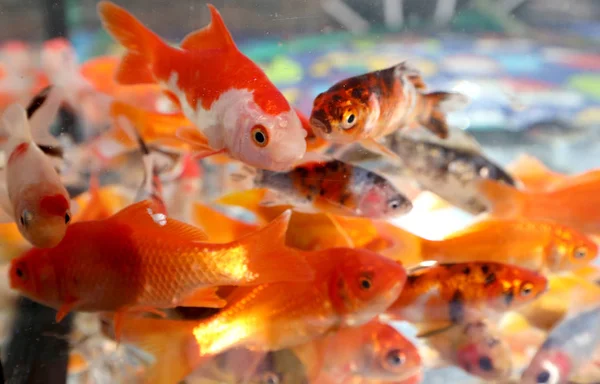 Goldfish swim in an aquarium in a pet shop — Stock Photo, Image