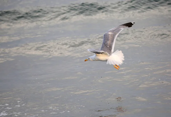 Чайка с серыми и белыми перьями летит над морем — стоковое фото