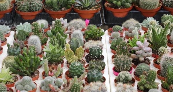 Sfondo di molti cactus e succulente in vendita presso il negozio — Foto Stock