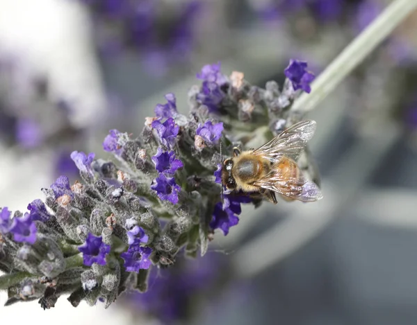 Bee zuigt een bloem van lavendel — Stockfoto
