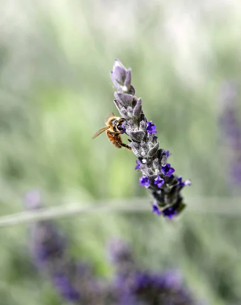 Bee zuigt een bloem — Stockfoto
