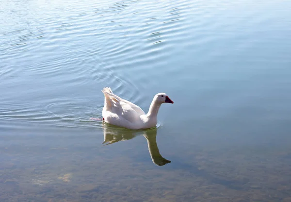 White goose while swimming in the pond — Stock Photo, Image