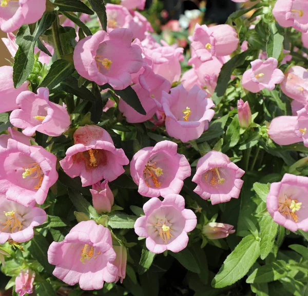 Flores rosa chamado Bell flores ou campanula — Fotografia de Stock