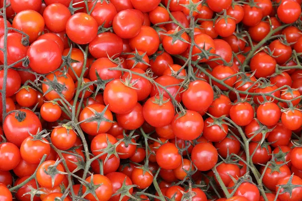 Hintergrund der reifen Tomaten — Stockfoto