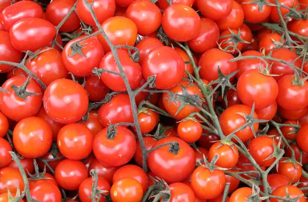 Arka planı kırmızı olgun domates — Stok fotoğraf
