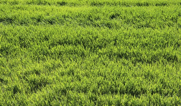 Green wheat plants during ripening in the spring field — Stock Photo, Image