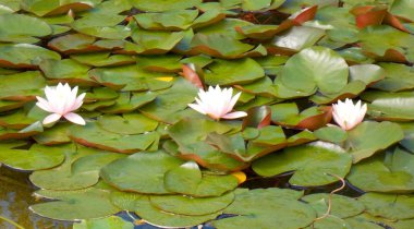 gölet ve yaprakları üzerinde nilüferler çiçekler