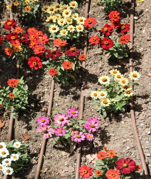 Yaz aylarında bahçe çiçekli dibi sulama sistemi — Stok fotoğraf