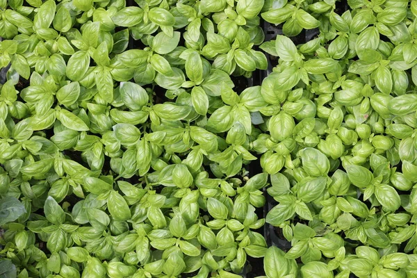 Achtergrond van de bladeren van basilicum te koop in het land van de Middellandse Zee — Stockfoto