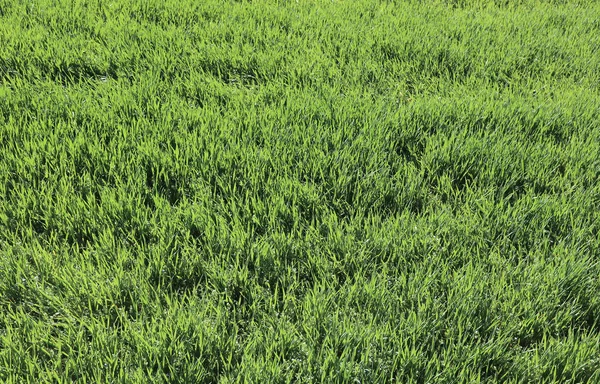 Предпосылки для небольших растений зеленой пшеницы в поле во время зрелости — стоковое фото