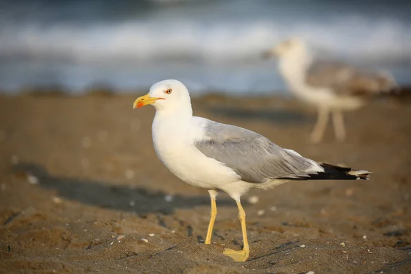 Möwen an einem Strand in Italien — Stockfoto