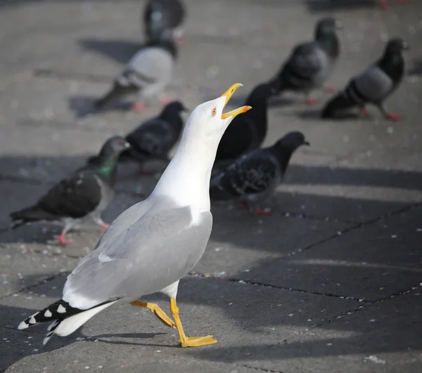Seagull in Piazza San Marco Venice — Stock Photo, Image