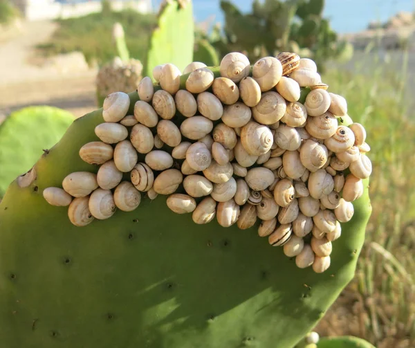 Many small snails — Stock Photo, Image