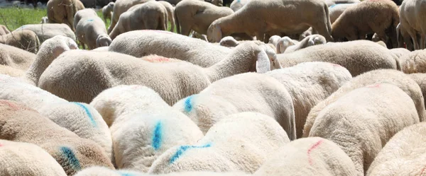 Fundo de muitas ovelhas brancas — Fotografia de Stock