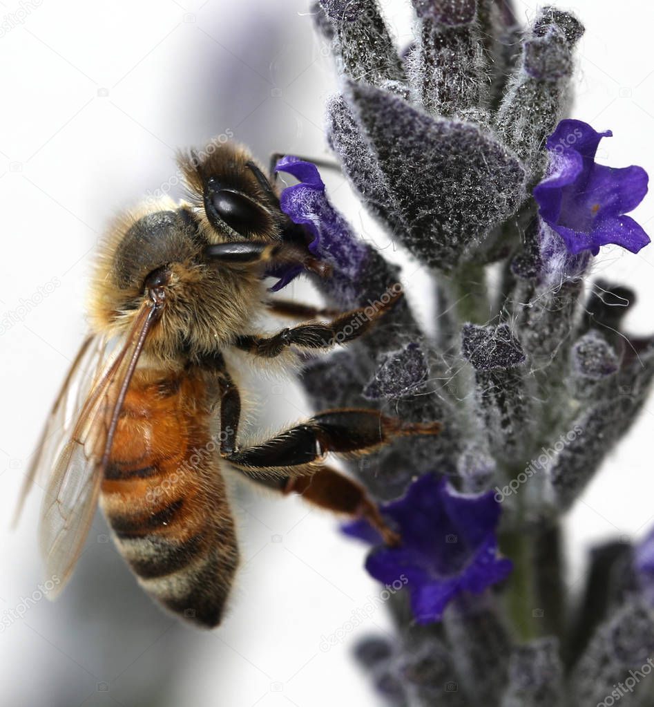 bee sucks a lavender flower