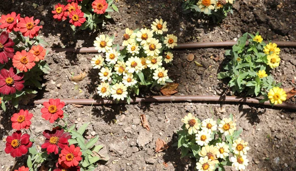 Flowers in the garden and pipes of irrigation system — Stock Photo, Image