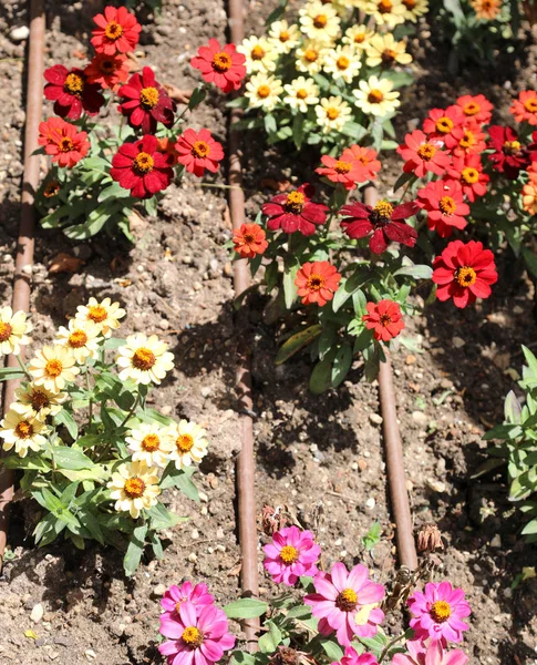 Flowerbed and many flowers with pipe to watering — Stock Photo, Image