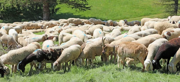 Manadas de ovejas que pastan —  Fotos de Stock