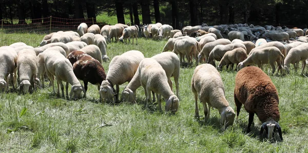 Muchas ovejas pastando en la montaña —  Fotos de Stock