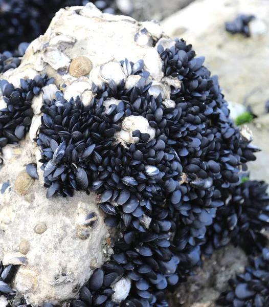 Viele Miesmuscheln — Stockfoto