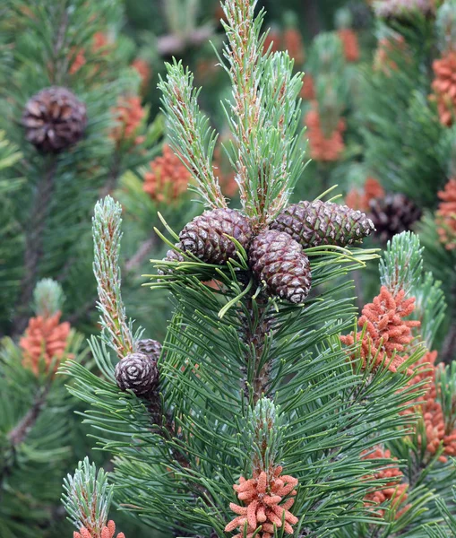 Cones de pinheiro de um pinheiro rastejante em montanha — Fotografia de Stock