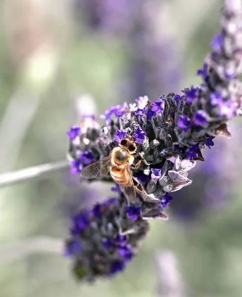 Bee zuigt een lavendel bloem — Stockfoto