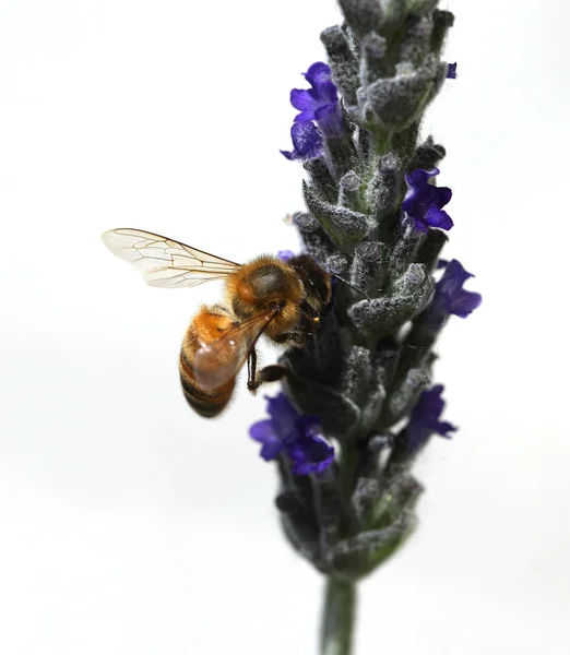 Bee zuigt een lavendel bloem — Stockfoto