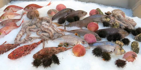 Beaucoup de fruits de mer frais tels que poulpe oursin et plus de poissons — Photo