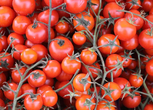 Tomates maduros tipo cereza cultivados en Sicilia en las laderas de la E — Foto de Stock