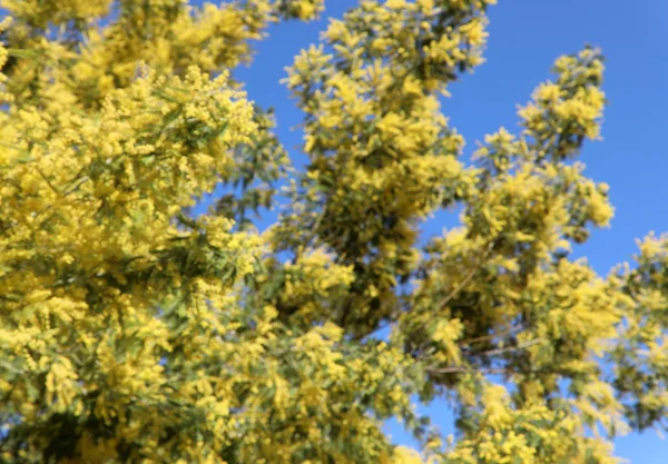 Flores mimosas amarelas na primavera e céu azul — Fotografia de Stock