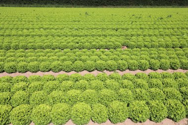 biyolojik tekniklerle yetiştirilen yeşil marul alanı