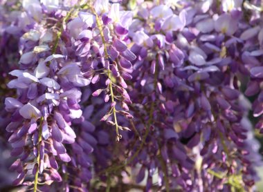 wisteria çiçek de wistaria denir