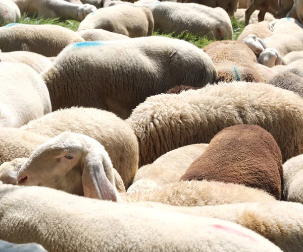 Białe owce na pastwisku — Zdjęcie stockowe